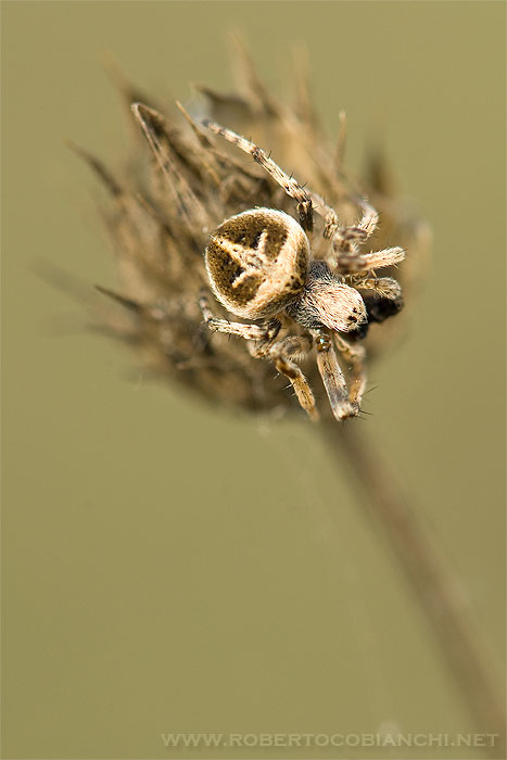 Agalenatea redii